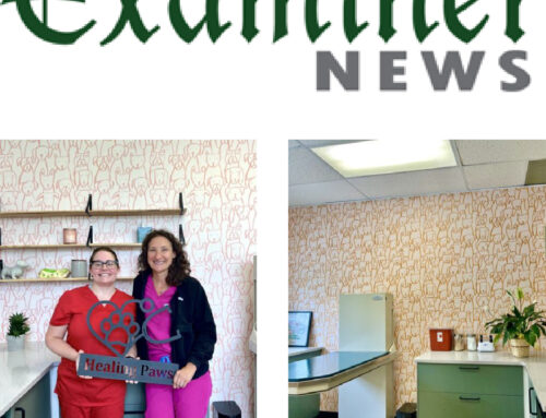 Healing Paws Veterinary Center Featured in The Examiner News | Mount Kisco, NY