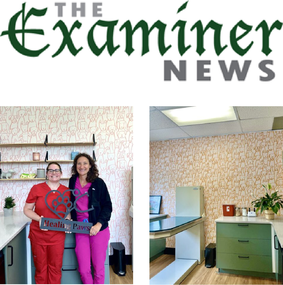 Mount Kisco veterinary clinic, female-owned vet practice NY, personalized pet care Mount Kisco, Healing Paws Veterinary Center, local vet near me, compassionate veterinary care