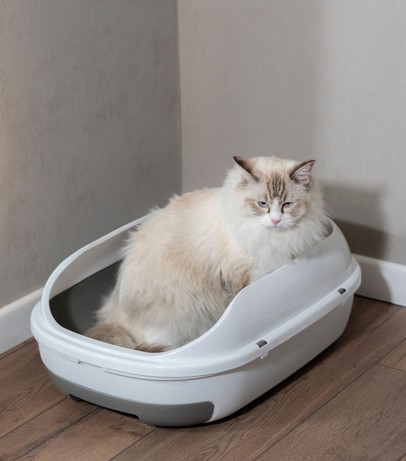 Urgent Care Veterinary Services for Cats in Mount Kisco Cat using litter tray at urgent care veterinary clinic in Mount Kisco, NY