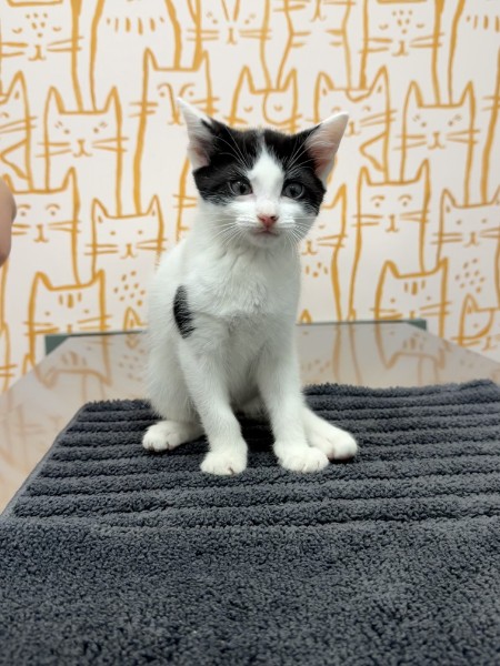 Richard the Black and White Rescue Kitten on the Treatment Table Black and white rescue kitten Richard sitting on a veterinary treatment table during care at Healing Paws Veterinary Center.