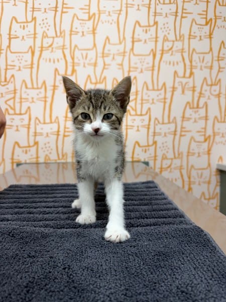 Playful Brown and White Tabby Kitten Conrad Brown and white tabby rescue kitten Conrad playing during socialization time at Healing Paws Veterinary Center.