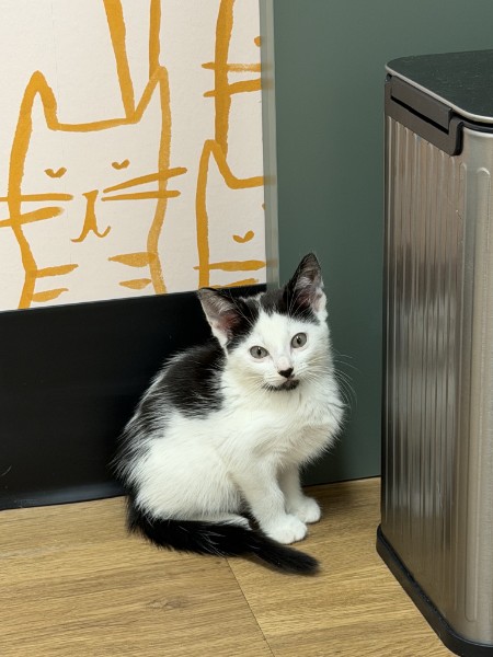 Sleepy black and white rescue kitten Lizarelaxing comfortably in a blanket during veterinary foster care at Healing Paws Veterinary Center.
