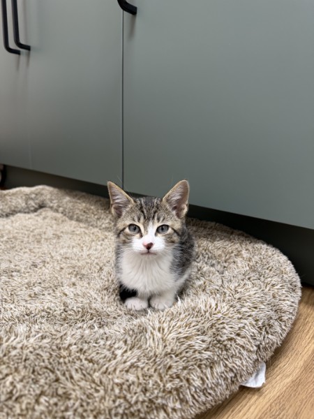 Conrad the Tabby Kitten Conrad the Tabby Kitten