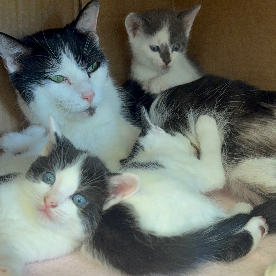 Rescue foster cat nursing her kittens during Mother’s Day celebration at Healing Paws Veterinary Center