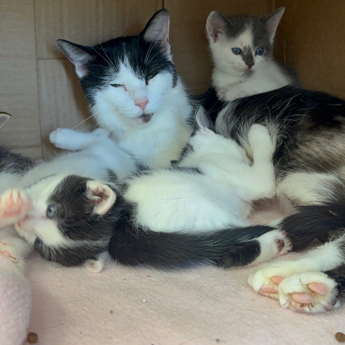 Foster mother cat cuddling her newborn kittens at Healing Paws Veterinary Center