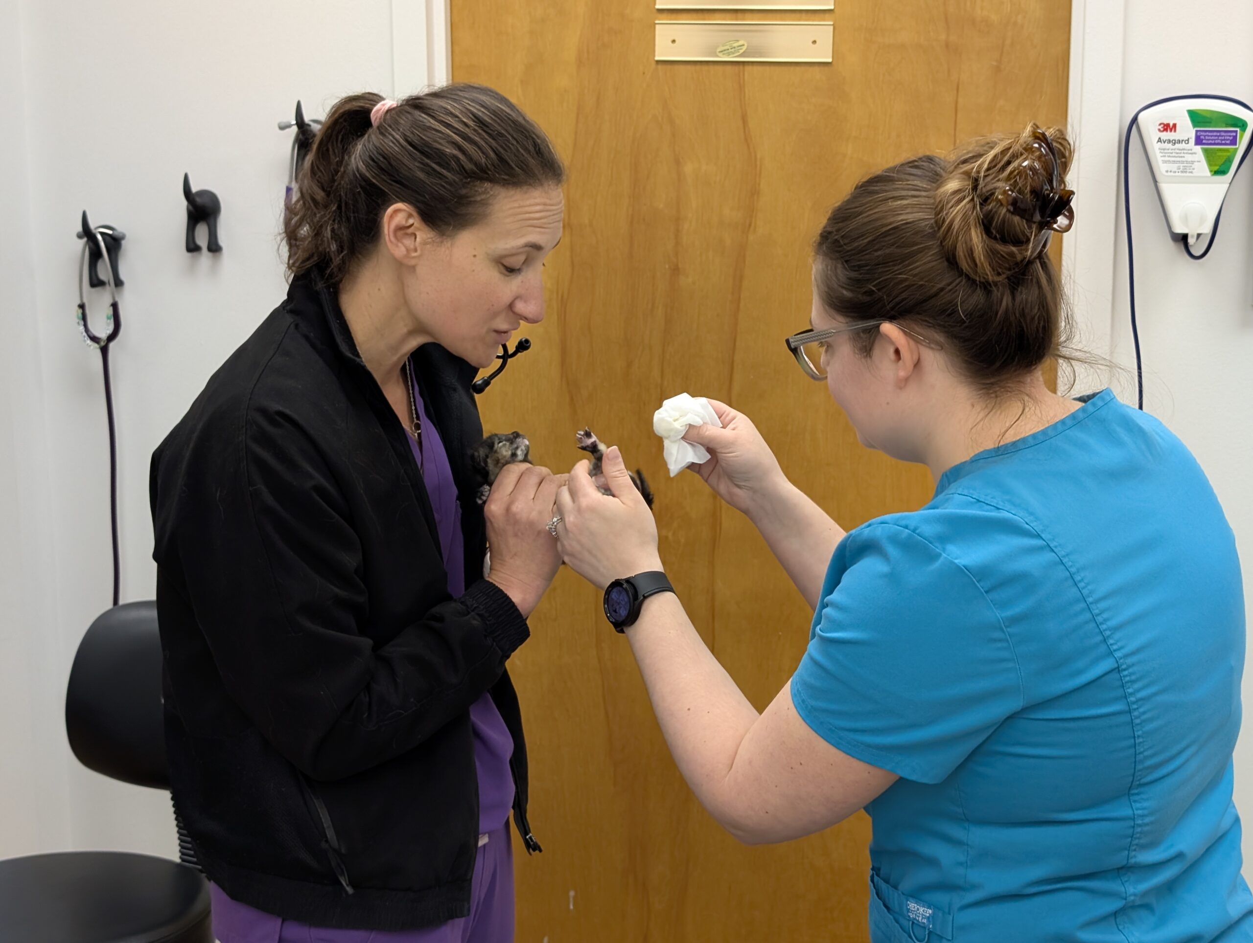 Dr. Lindsey Thomas and Dr. Valerie Carril gently cleaning a rescue kitten during treatment at Healing Paws Veterinary Center.
