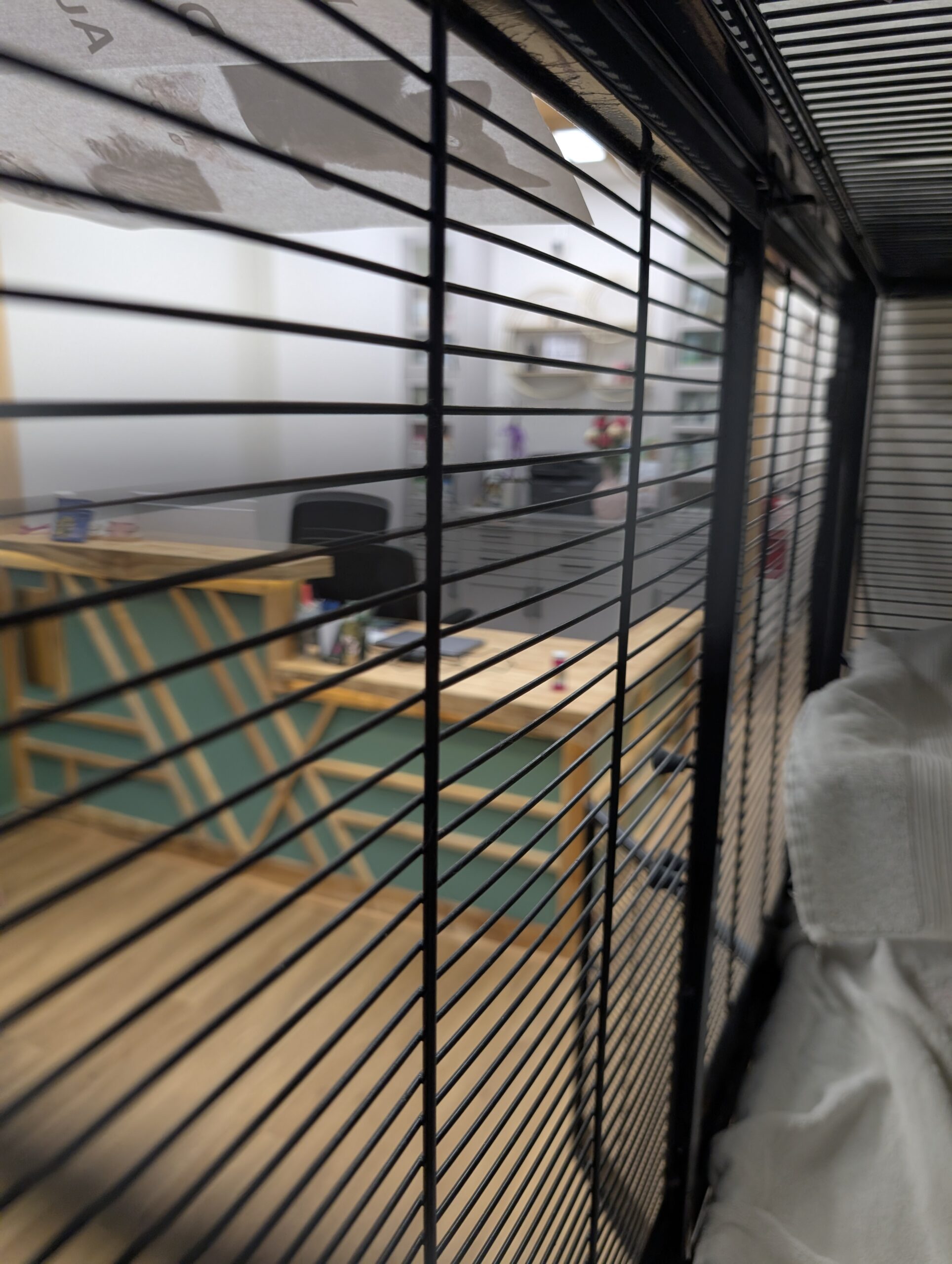 View from inside a cozy cat condo looking out toward the warm reception desk area at Healing Paws Veterinary Center.