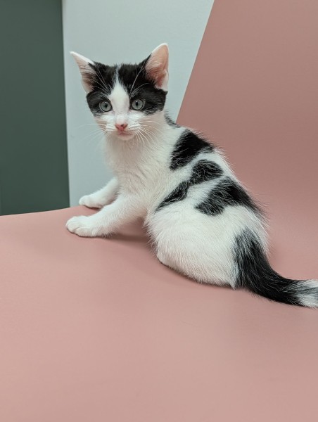 black and white kitten named Richard lying on his back asking for belly rubs at Healing Paws Veterinary Center.