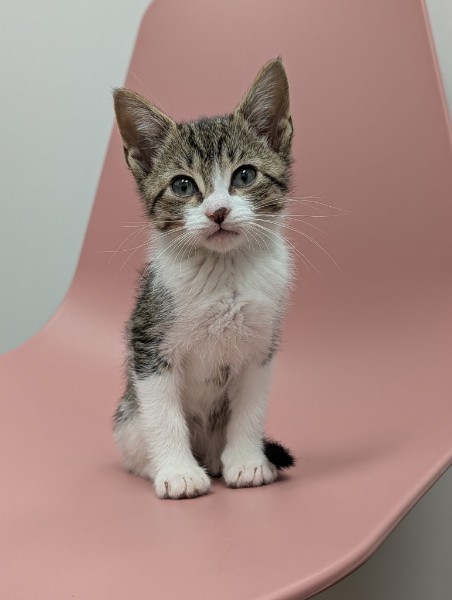 Brown and white tabby rescue kitten named Conrad sitting quietly and observing the veterinary hospital at Healing Paws Veterinary Center.