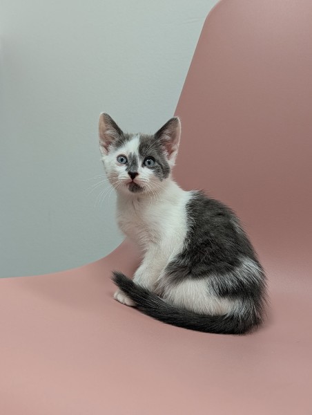 Curious orange-and-white rescue kitten named Eddie exploring the veterinary hospital during foster care at Healing Paws Veterinary Center.