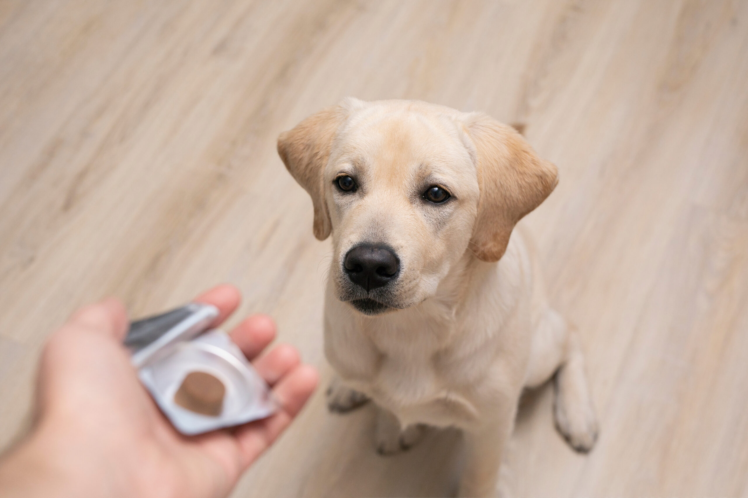 Dog sitting on the floor looking at a chewable flea, tick, and heartworm preventative medication.