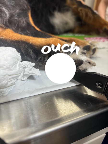 Emergency Veterinary Team Treats Dog With Paw Injury in Mount Kisco The patient arrived in pain after a metal harness clip became lodged through the paw. The image has been censored due to the graphic nature of the injury.