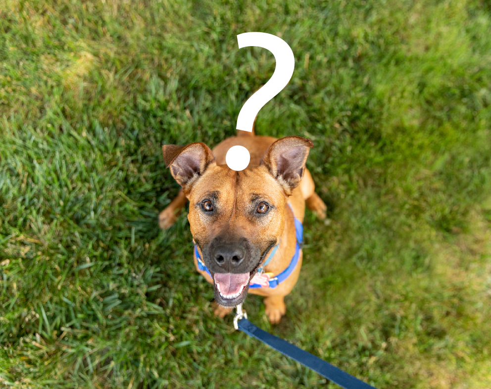Dog with a question mark above its head representing pet preventative treatment choices