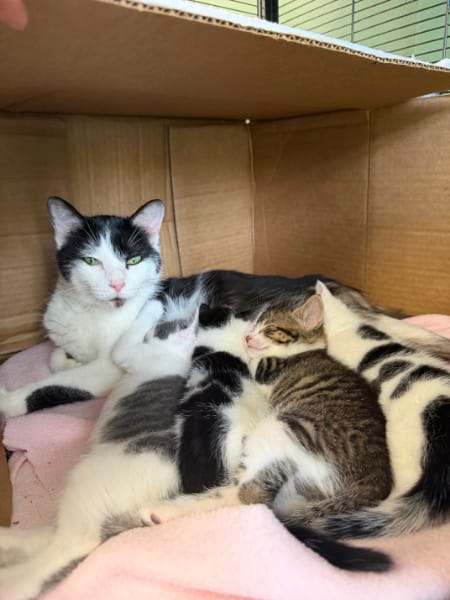 Rescued Mother Cat Caring for Her Kittens | Healing Paws Veterinary Center Rescued mother cat resting beside her kittens while recovering in foster care at Healing Paws Veterinary Center.